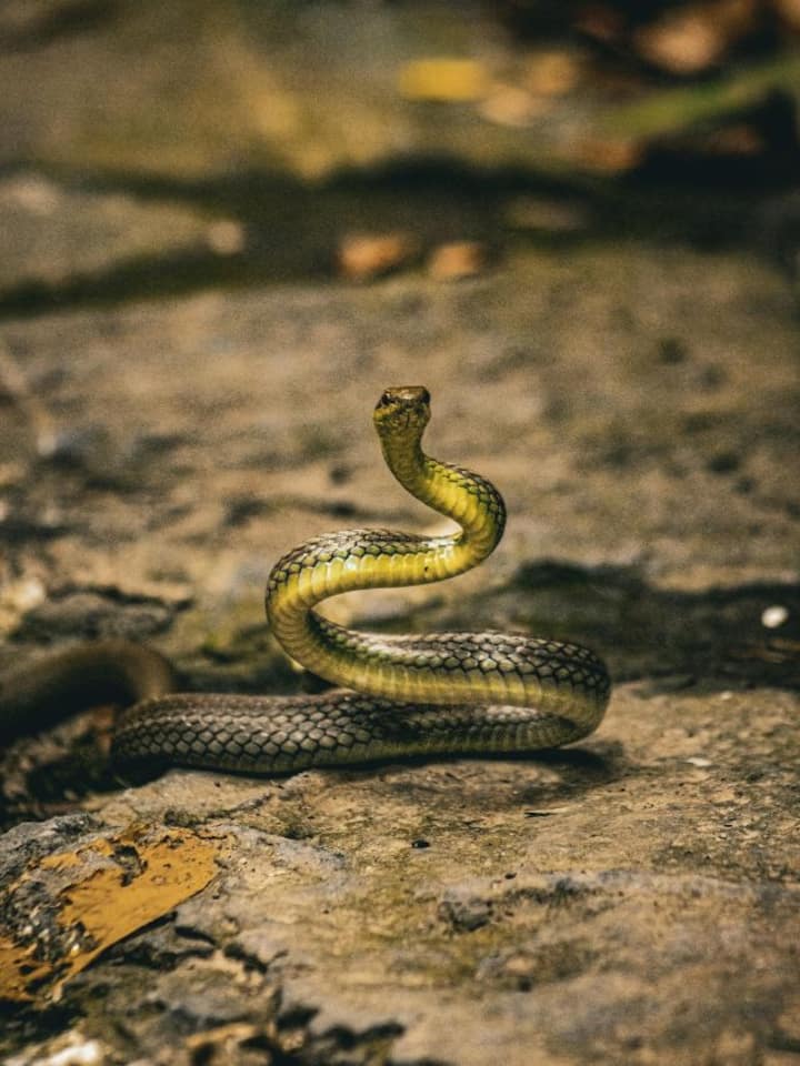 Top 10 animals with the strongest sense of smell Top 10 animals with the strongest sense of smell