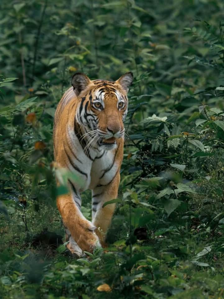 Top animals you can spot in Jim Corbett Top animals you can spot in Jim Corbett