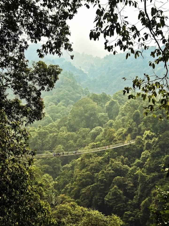 World’s largest rainforests and where they are located World’s largest rainforests and where they are located