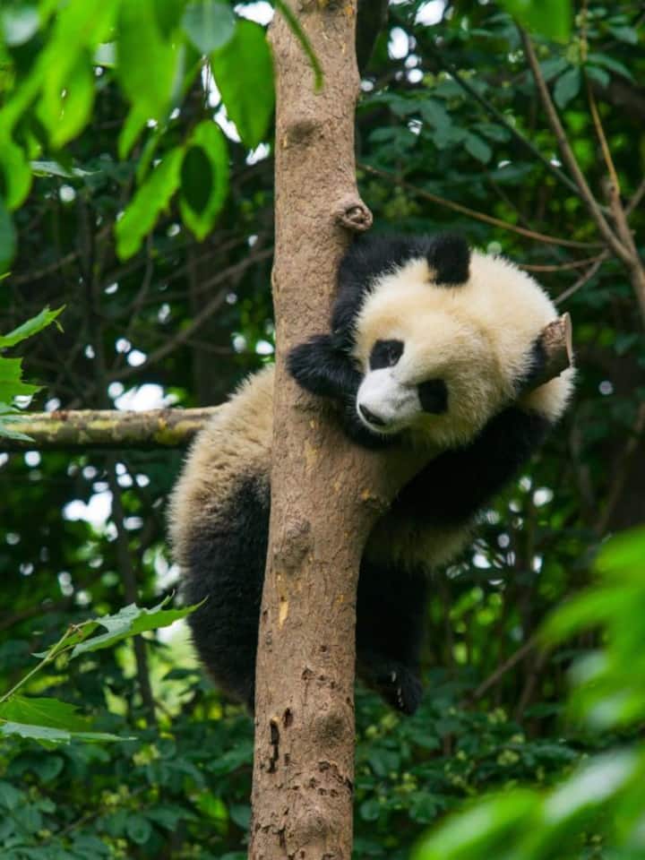 Countries home to the world’s rarest species Countries home to the world’s rarest species